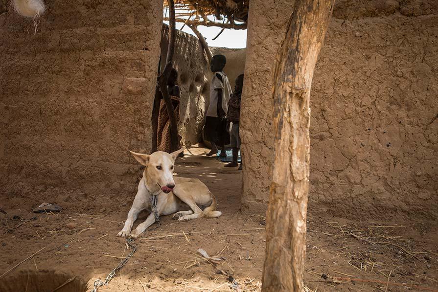 A dog in Chad is tethered to prevent the spread of Guinea worm disease. The number of human and animal cases of the disease in Chad dropped by 27% from 2021 to 2022.