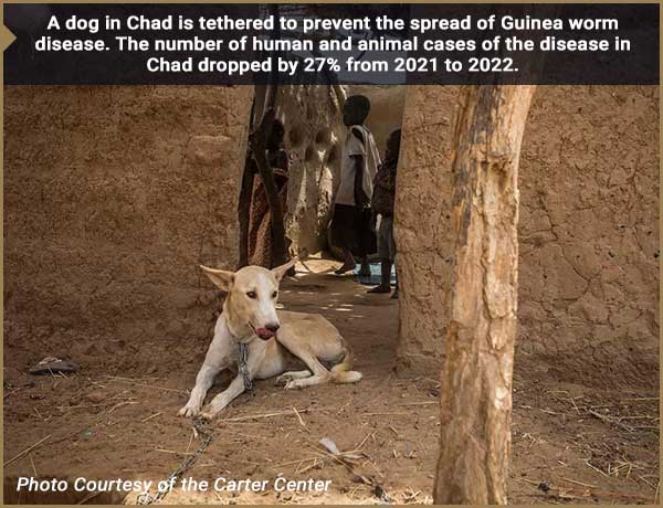 A dog in Chad is tethered to prevent the spread of Guinea worm disease. The number of human and animal cases of the disease in Chad dropped by 27% from 2021 to 2022.