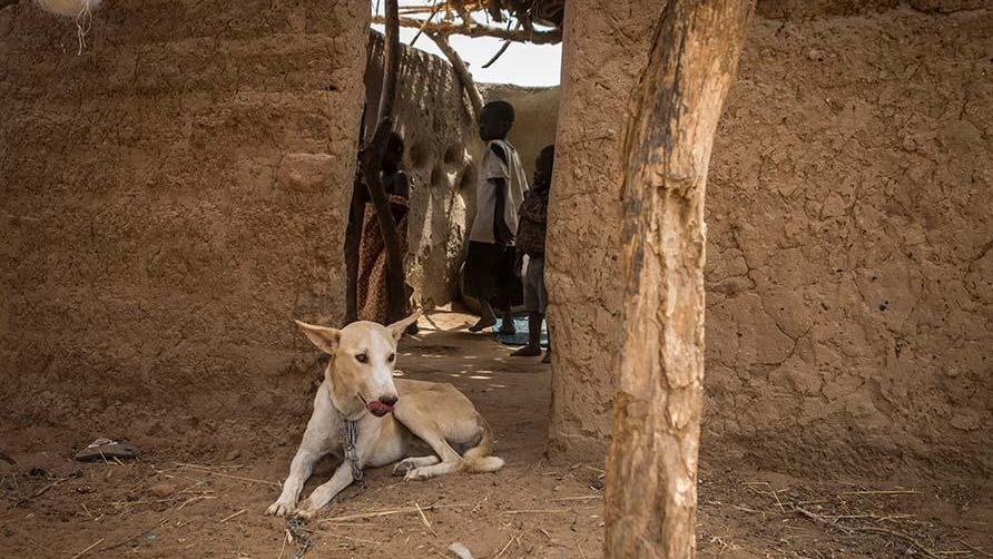 A dog in Chad is tethered to prevent the spread of Guinea worm disease. The number of human and animal cases of the disease in Chad dropped by 27% from 2021 to 2022.
